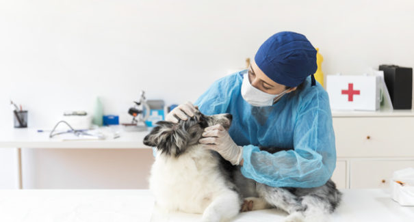 Saiba como retirar o carrapato do seu pet
