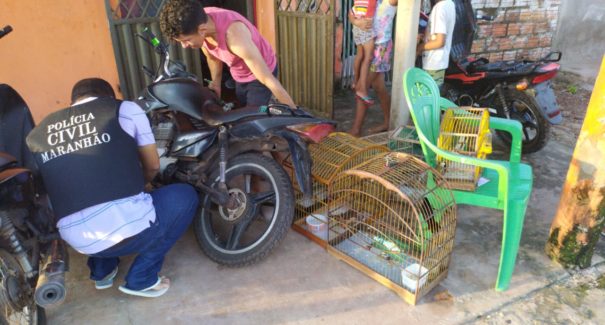 Homem é preso em flagrante com aves silvestres em cativeiro