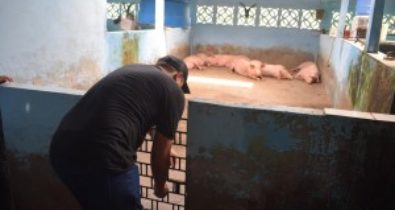 Abatedouro clandestino é interditado no Bacanga em São Luís