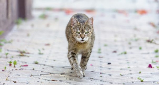 Saiba como não ter problemas com gatos no cio