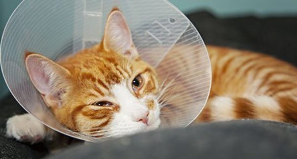 Conheça os mitos e verdades sobre a castração animal