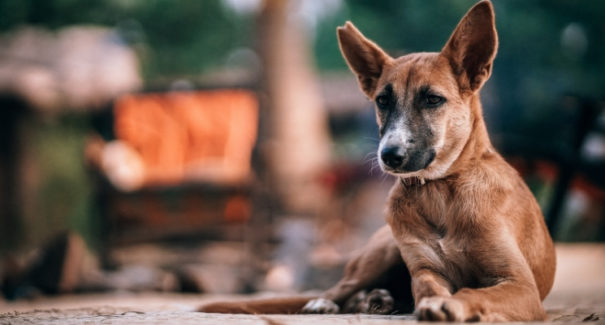 Após tentar salvar dono de assassinato, cão fica horas ao lado da vítima