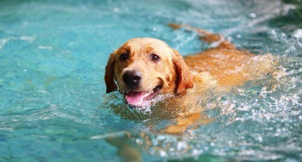 Saiba como curtir piscina com seu bichinho