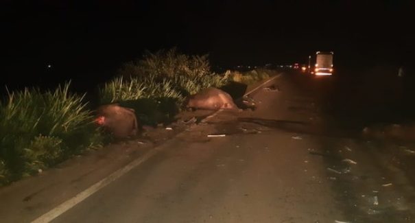 Carreta se choca contra búfalos e 6 animais morrem na BR-135