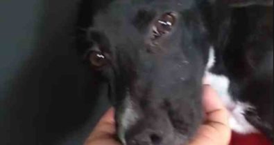 Mais de 50 cães morrem com suspeita de envenenamento em Belo Horizonte
