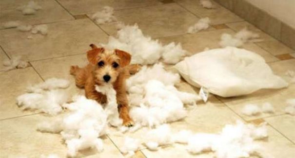 Saiba como aproveitar a quarentena com seu pet