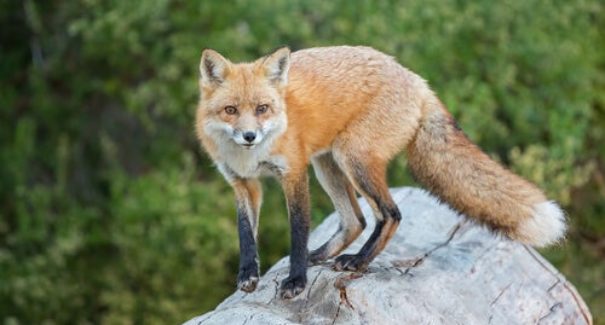 Qual a fauna de São Luís e onde encontrar?