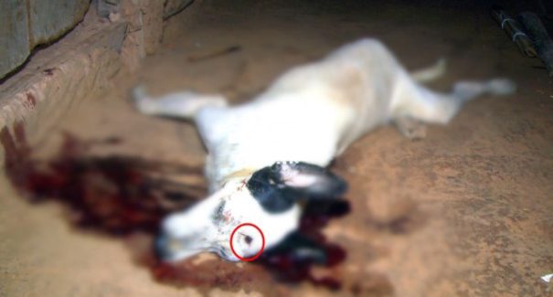 Cão que salvou seu dono morre após ser baleado na cabeça