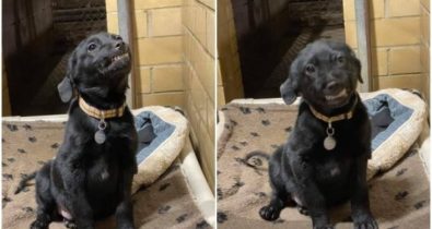 Cãozinho em abrigo sorri para tentar ser adotado
