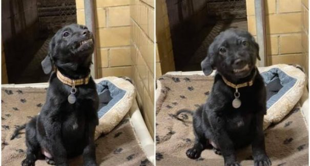 Cãozinho em abrigo sorri para tentar ser adotado