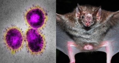 Mutação em morcego fez novo coronavírus passar a humanos