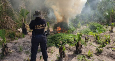 PF realiza operação de combate ao tráfico de drogas em Centro Novo