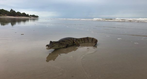 Jacaré à solta na praia Litorânea? Checamos
