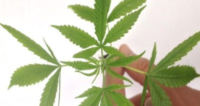 Anvisa aprova comercialização de primeiro produto à base de cannabis