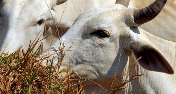 Senado aprova MP que prorroga contrato de veterinários com governo