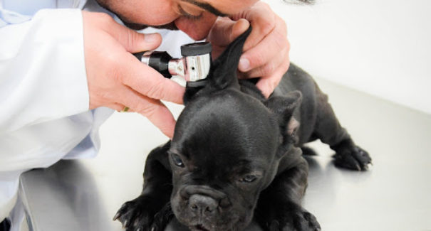 Saiba como prevenir seu pet de doenças