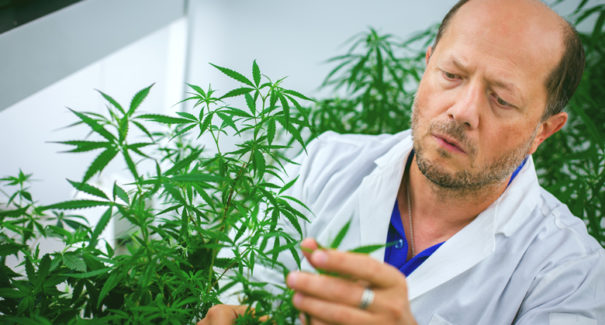 Cannabis pode ajudar a tratar e prevenir coronavírus, mostra estudo