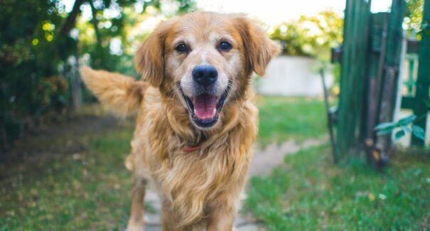 Projeto que incentiva a adoção de animais é aprovado na Câmara
