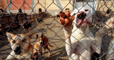 ONG registra queda de 80% nas adoções de animais durante a quarentena