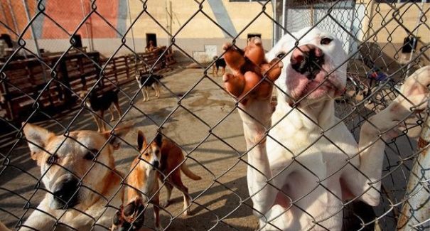 ONG registra queda de 80% nas adoções de animais durante a quarentena
