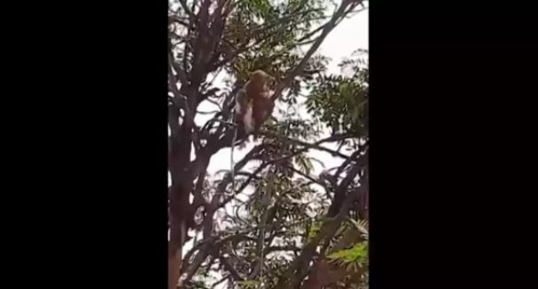 Macacos roubam amostras de sangue para testes de covid-19 na Índia