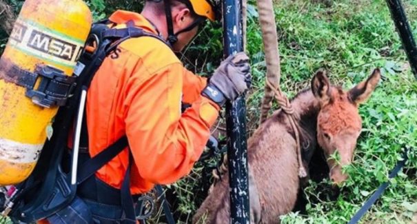 Após quatro dias, jumentos que caíram em poço são resgatados em São Luís