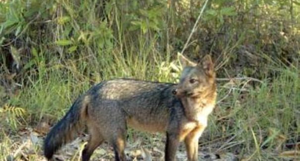 Em meio a isolamento social, animais silvestres passeiam em São Luís
