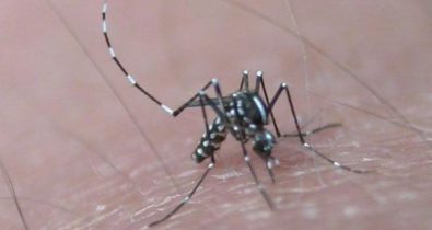 Nova linhagem do vírus da zika em circulação no Brasil pode originar epidemia, afirma estudo