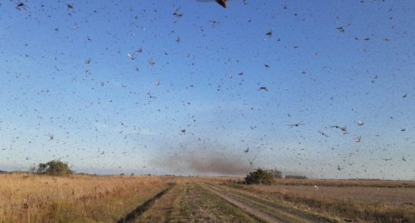 VÍDEO: Nuvem de gafanhotos chega à Argentina e gera alerta por se aproximar do Brasil