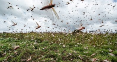 Governo traça diretrizes para eventual combate a gafanhotos no país