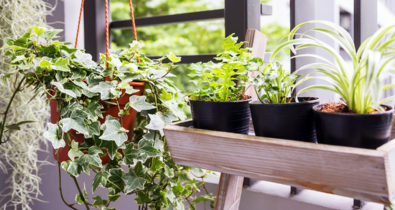 Saiba como montar um mini jardim na sua varanda