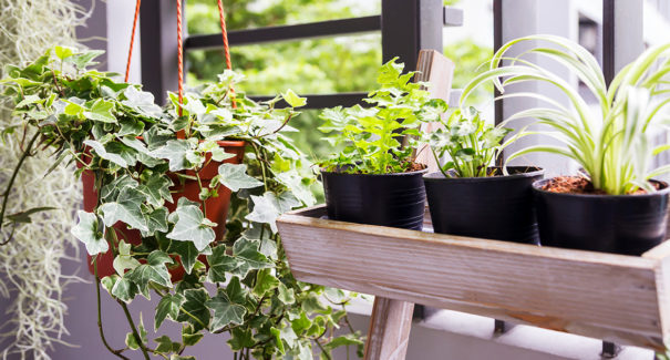 Saiba como montar um mini jardim na sua varanda