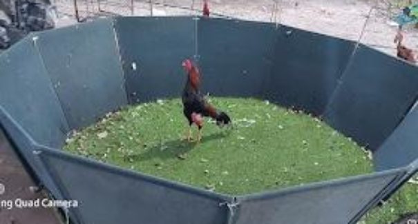 Polícia identifica suspeito envolvido no roubo de galos estimados em R$ 50 mil