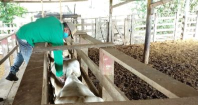 Maranhão deve vacinar oito milhões de bovinos contra febre aftosa