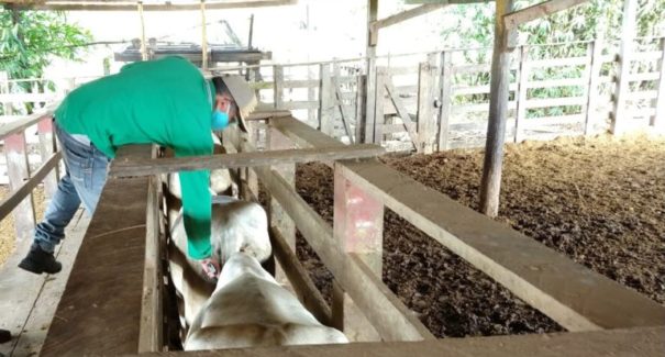 Maranhão deve vacinar oito milhões de bovinos contra febre aftosa