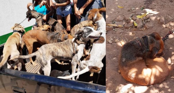 Animais em situação de maus-tratos são resgatados e arma de fogo é apreendida