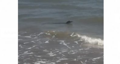 Vídeo: Jacaré é visto nadando em praia da Ponta d’ Areia? Checamos!