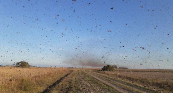 Nuvem de gafanhotos volta a preocupar agricultores brasileiros