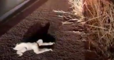 Vídeo: Bicho-preguiça é ajudado pela PRF a passar com segurança pela BR-316