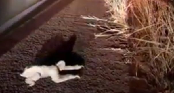 Vídeo: Bicho-preguiça é ajudado pela PRF a passar com segurança pela BR-316