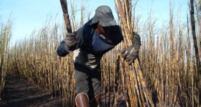 23% dos trabalhadores “escravos” resgatados no Brasil são maranhenses