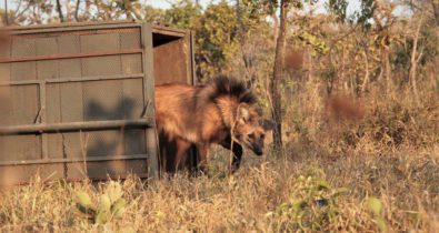 Escolhido para cédula de R$ 200, lobo-guará sofre ameaça de extinção