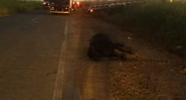Búfalos causam dois acidentes na BR-135 durante a madrugada deste sábado