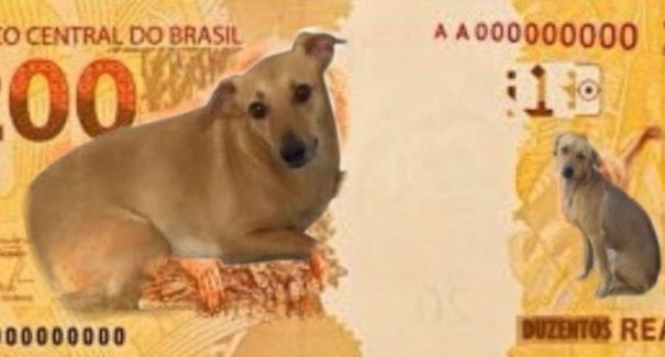 Petição para vira-lata caramelo ser o tema da nota de R$ 200 ultrapassa 50 mil assinaturas
