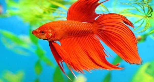 Aquarismo: Mitos e verdades sobre o peixe Betta