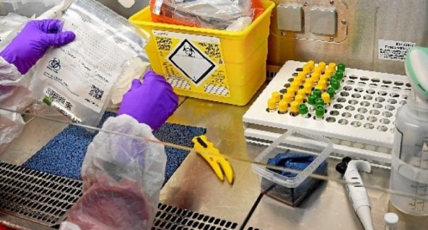 Pequenos anticorpos produzidos por animais podem frear o coronavírus