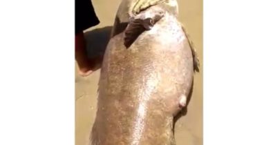 Populares pegam peixe gigante na Ponta d’Areia em São Luís; Veja vídeo