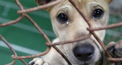 Senado aprova projeto de lei que aumenta pena de quem maltrata cães e gatos