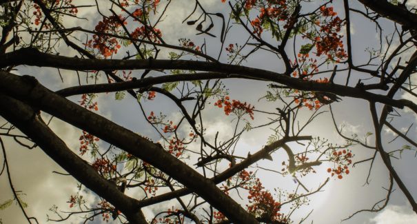 Primavera em São Luís? Veja algumas plantas que compõem este belo cenário