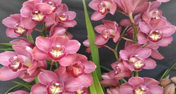 Início da primavera: Plantas como forma de companhia